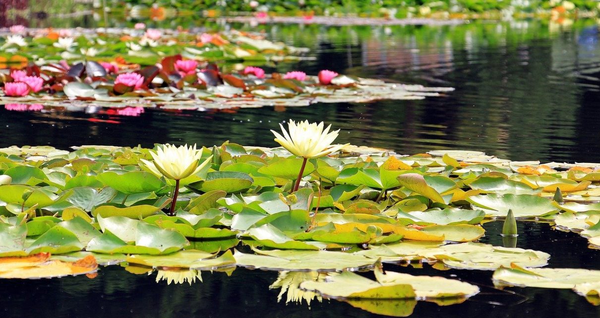 Gartenteich