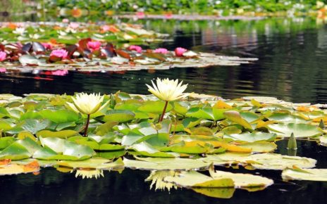 Gartenteich